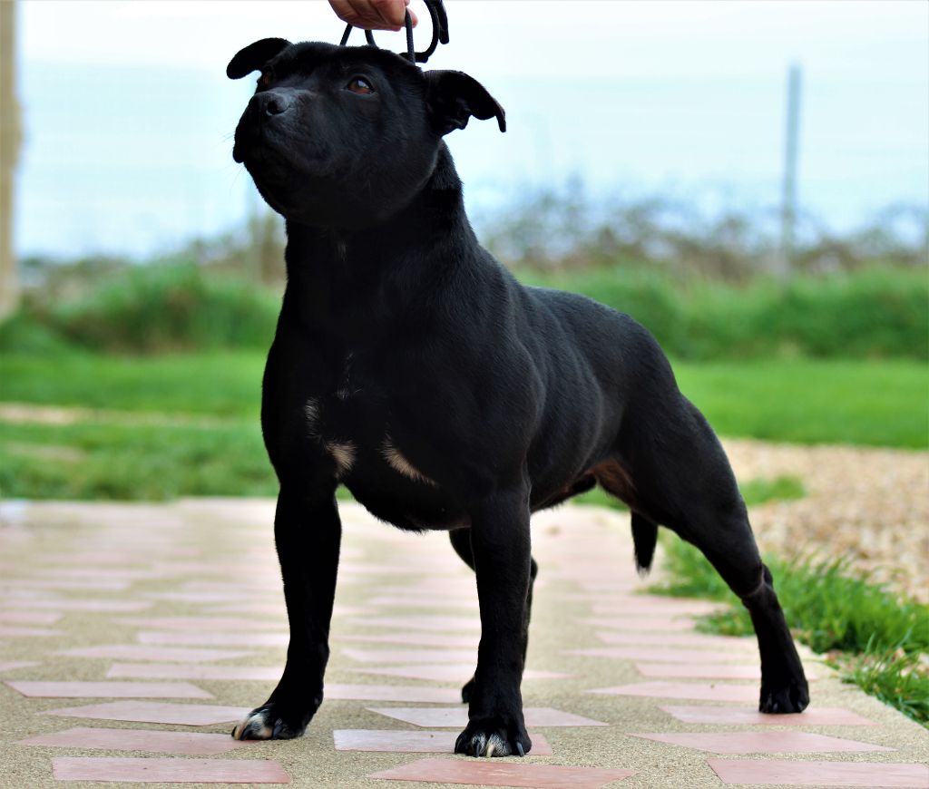 Scandale Of Black Lovely Staffie