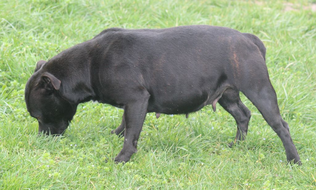 De La Terre Des Bulls - 15 jours de gestation Nala