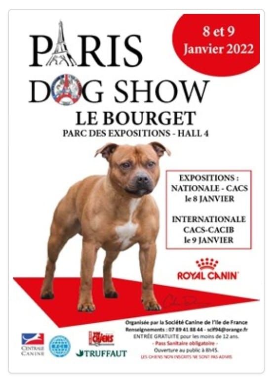 De La Terre Des Bulls - Paris dog show