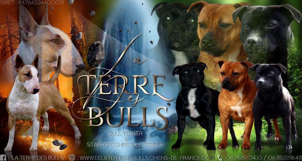 De La Terre Des Bulls - nouvelle presentation elevage