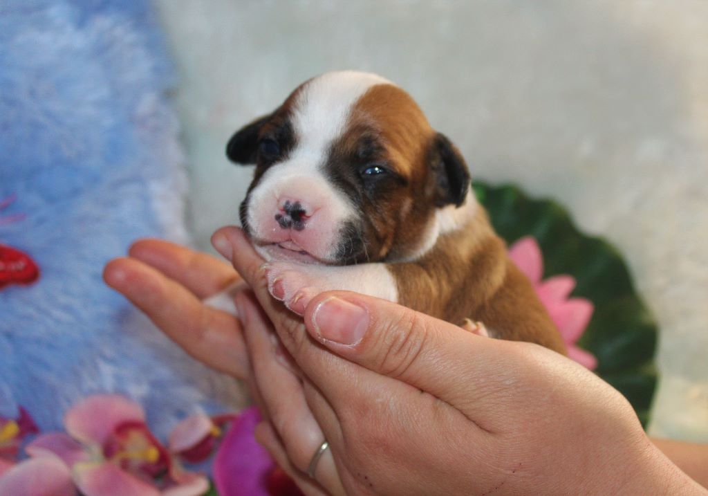 De La Terre Des Bulls - les babys ont ouverts les yeux