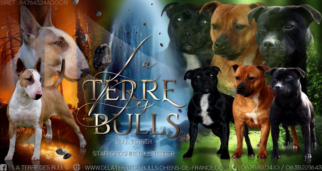 De La Terre Des Bulls - facebook 