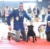  - résultats exposition canine de Angers