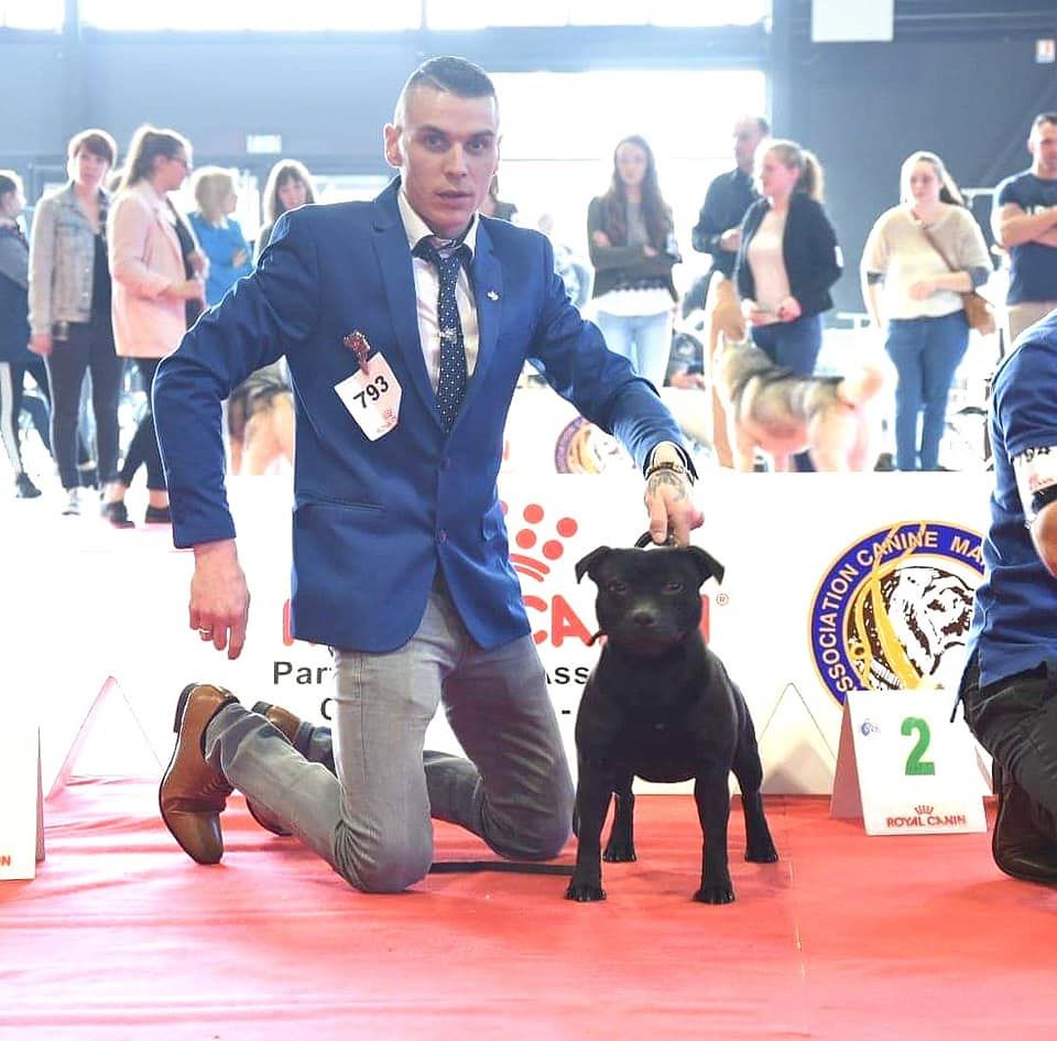 De La Terre Des Bulls - résultats exposition canine de Angers