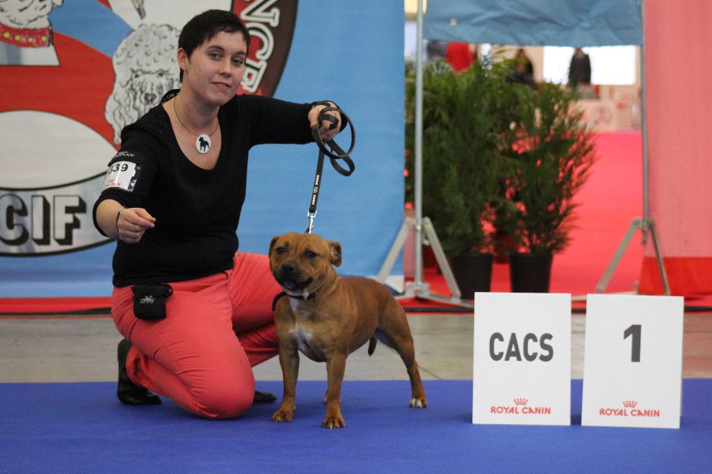 De La Terre Des Bulls - Paris dog show 2018