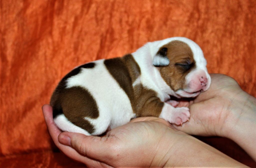 De La Terre Des Bulls - un chiot blanc panaché fauve dispo 