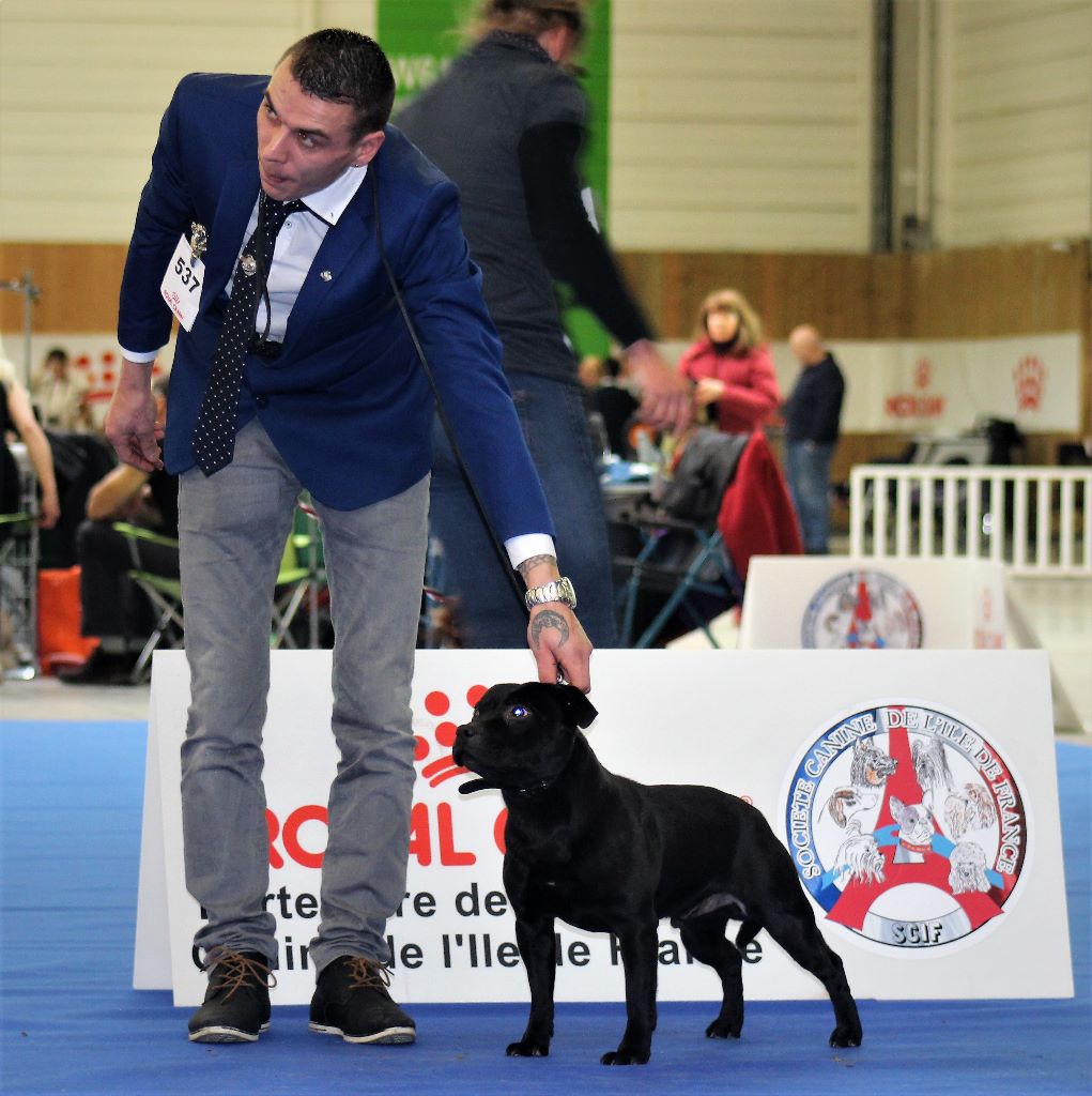 De La Terre Des Bulls - Paris dog show 2019