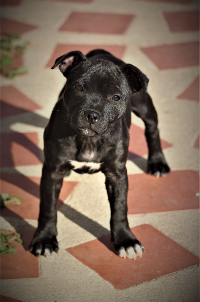 Saiian supa crew Of Black Lovely Staffie