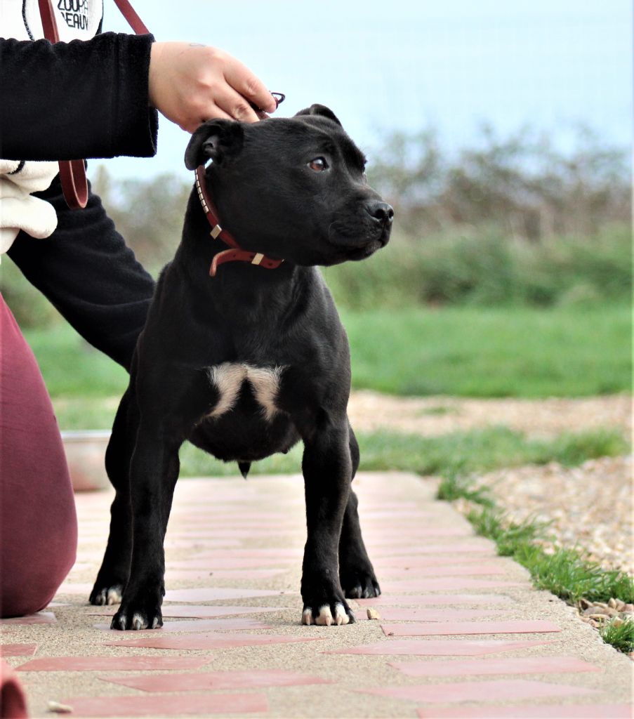 Saiian supa crew Of Black Lovely Staffie