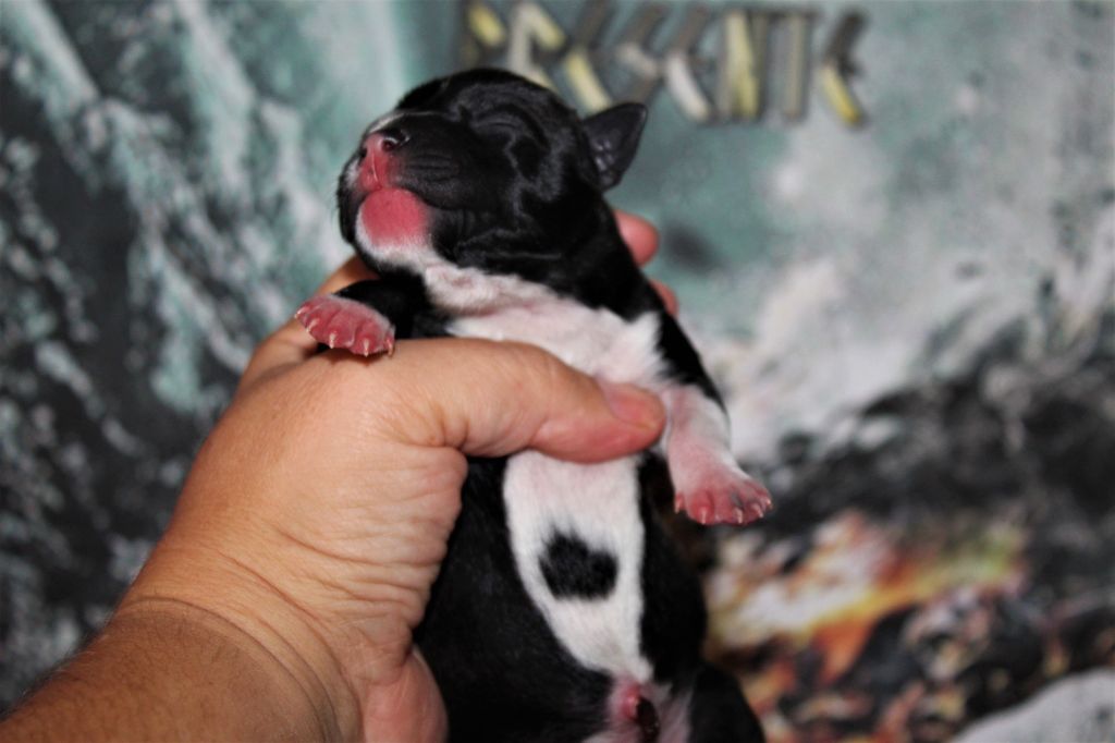 chiot Staffordshire Bull Terrier De La Terre Des Bulls