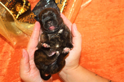 De La Terre Des Bulls - Staffordshire Bull Terrier - Portée née le 14/11/2023