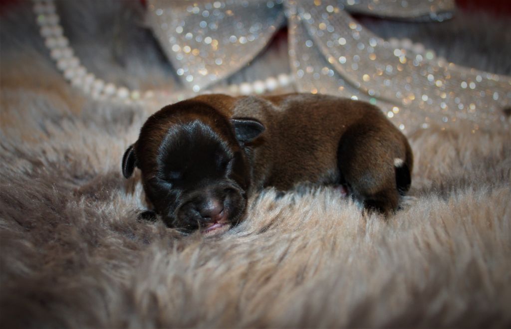 chiot Staffordshire Bull Terrier De La Terre Des Bulls