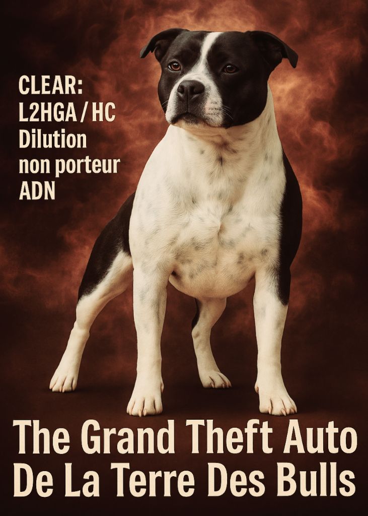 The grand theft auto De La Terre Des Bulls