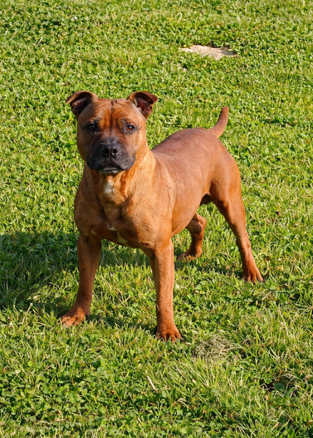 Revenge at zelda Of The Warriors Red Skins