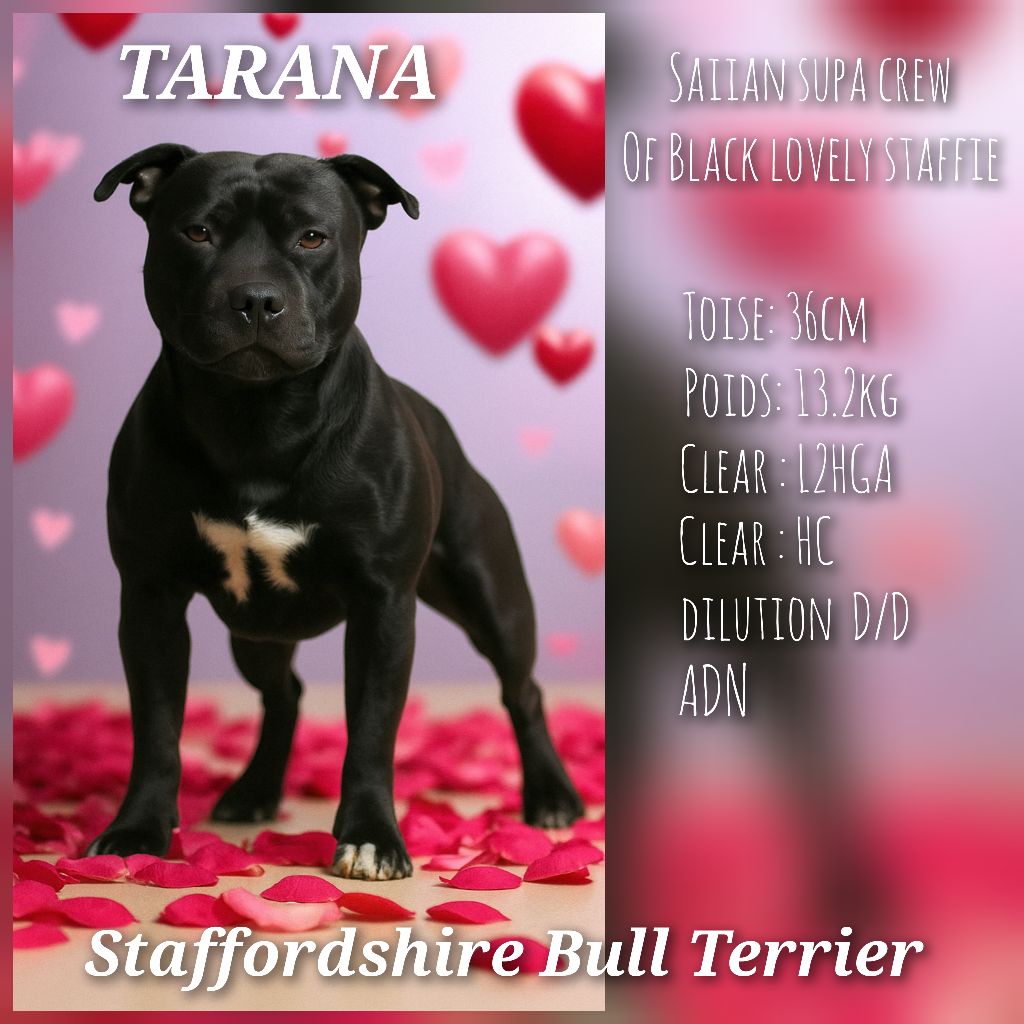 Saiian supa crew Of Black Lovely Staffie