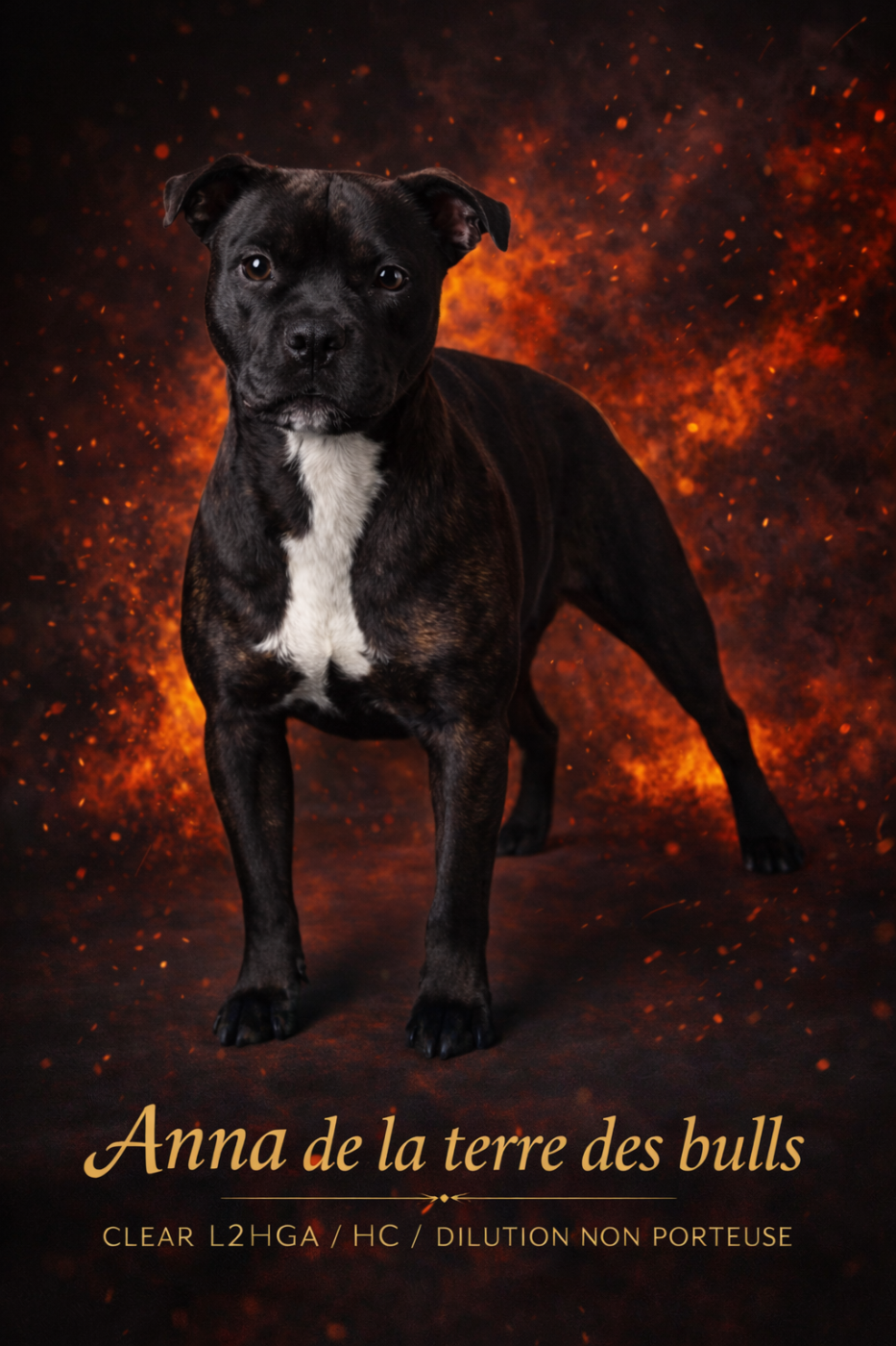 Anna De La Terre Des Bulls