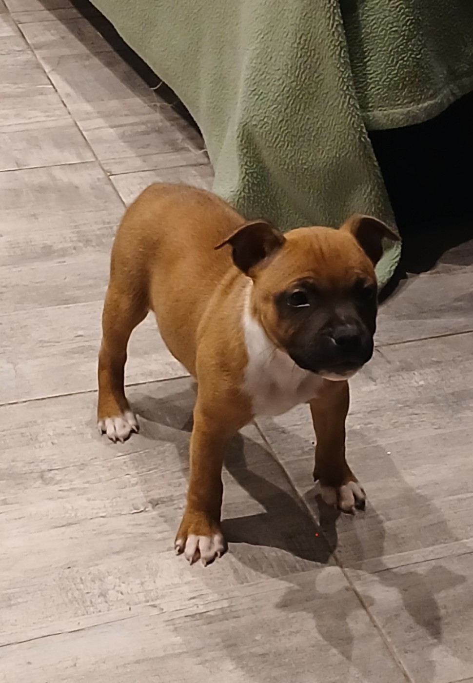 Ally mac beal aka april The Jocker's Bullyhouse