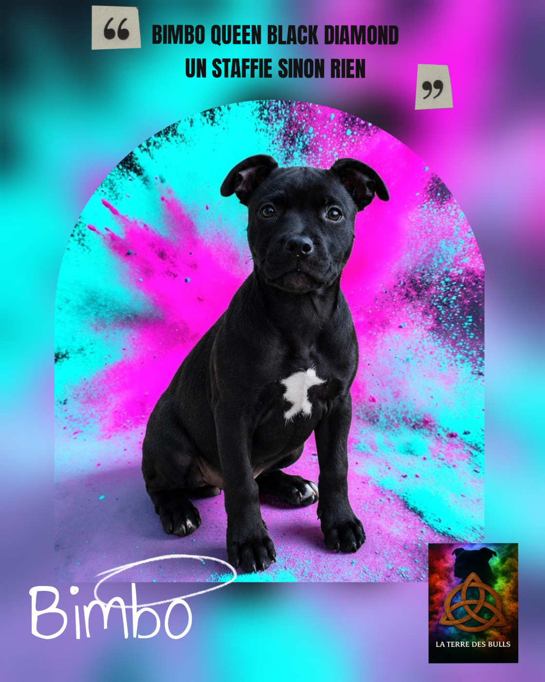 Bimbo queen Black diamond Un Staffie Sinon Rien