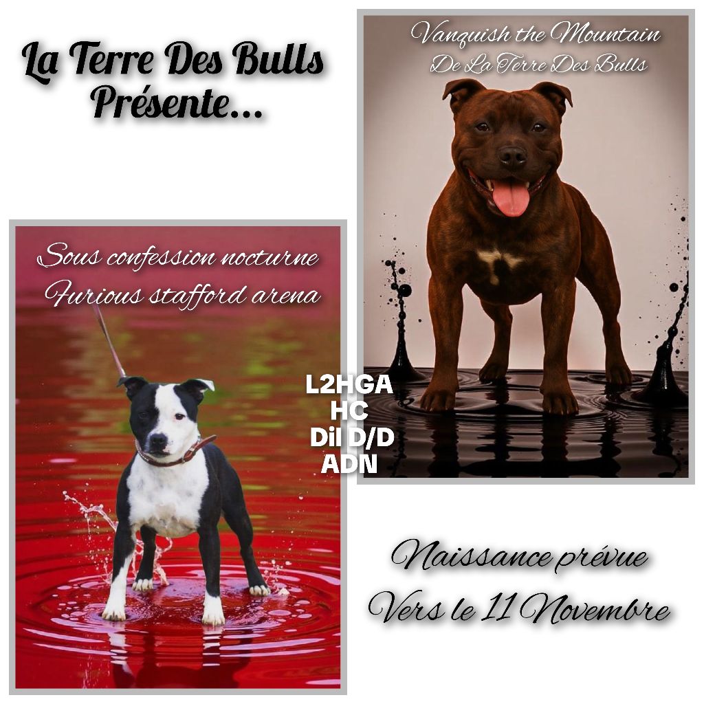 Chiot unique pour vitaa