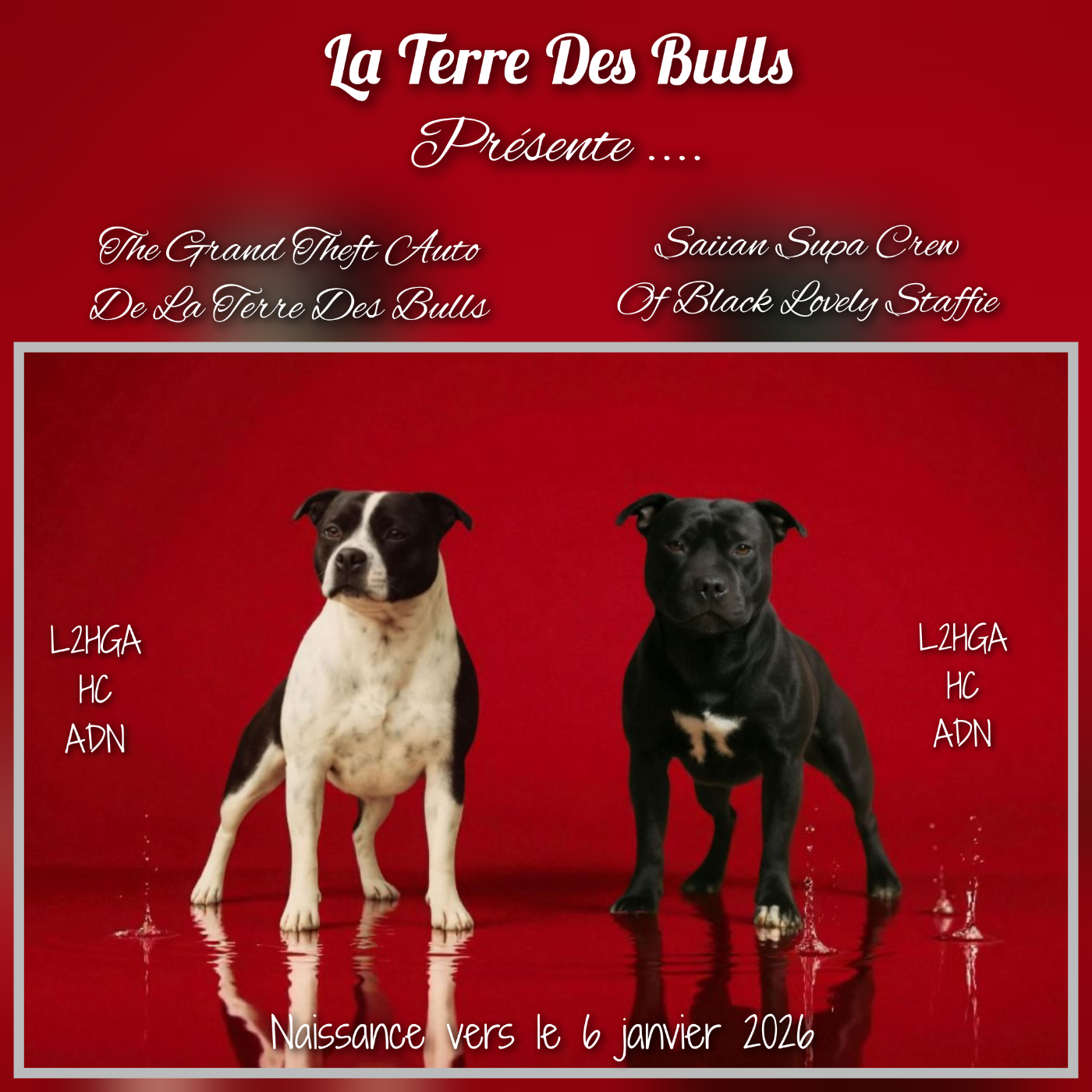 Tarana attend des bébés