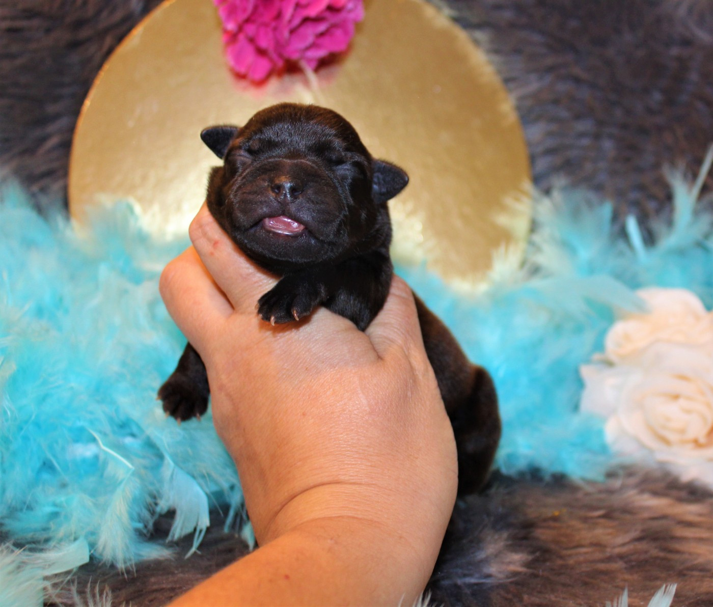 bébé BUSTER recherche sa famille