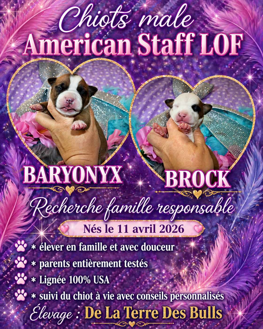Bébé amstaff garçon recherche une famille