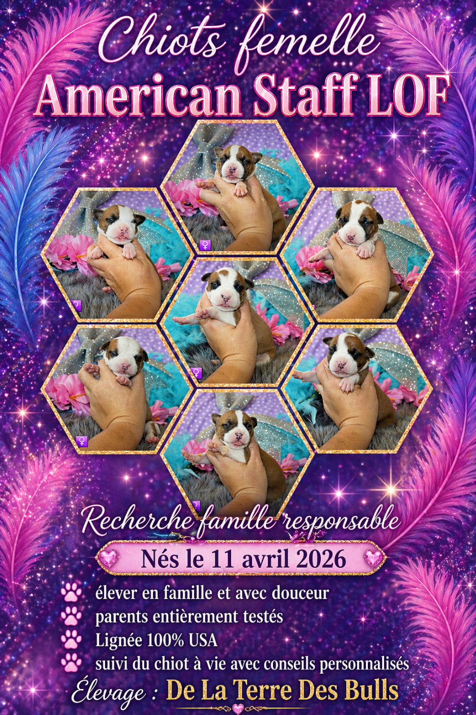 Bébé amstaff fille recherche une famille