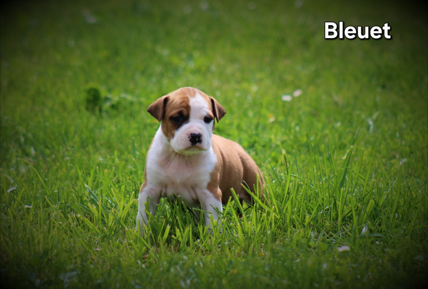 Femelle Bleuet