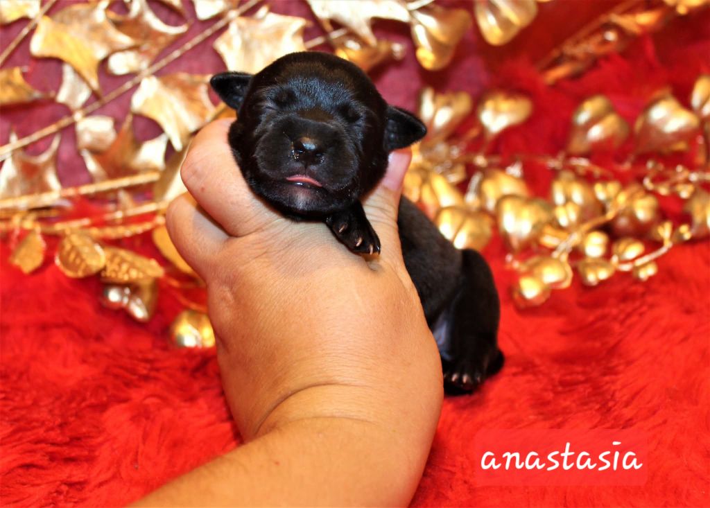 De La Terre Des Bulls - Staffies disponible 
