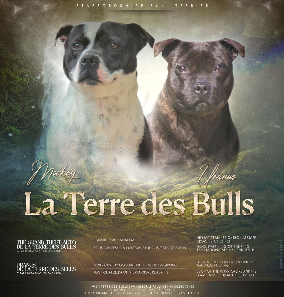 5 bébés ont été vu a l'echographie hier 