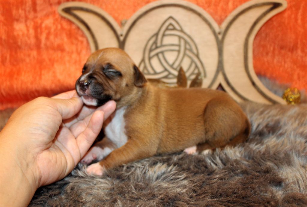 bébés amstaff disponible