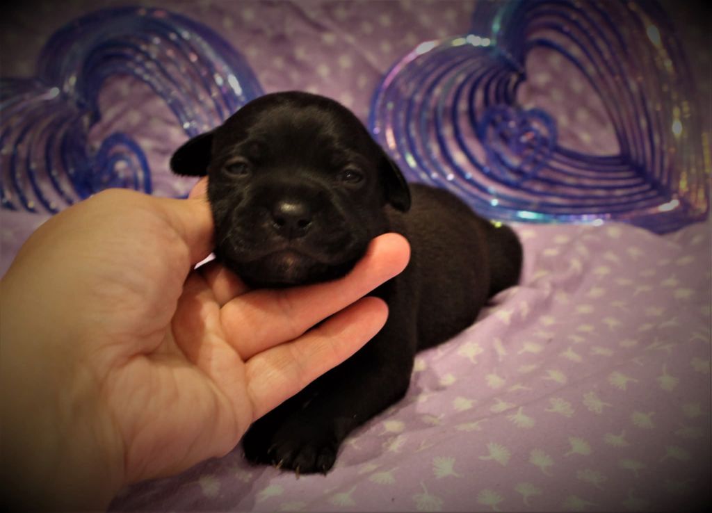 Staffies male et femelle disponible 