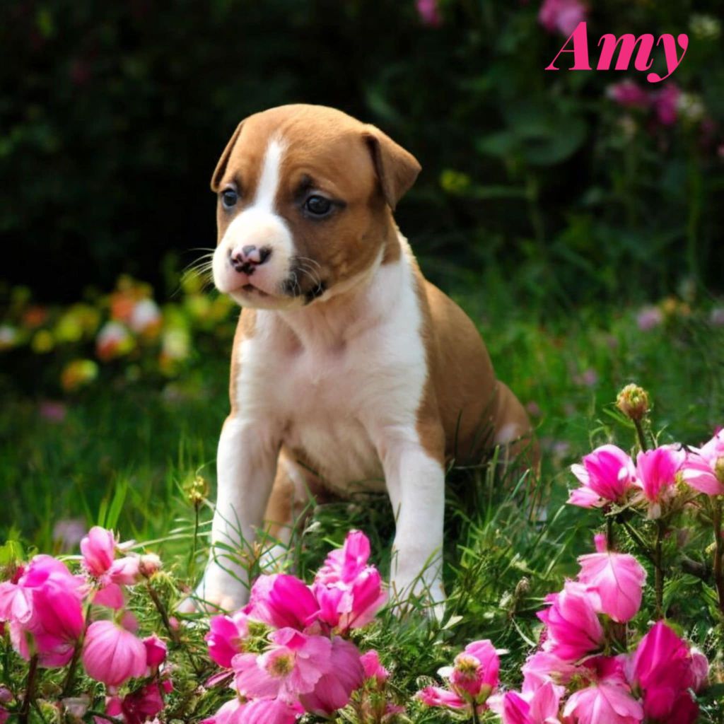 De La Terre Des Bulls - Bébés amstaff disponible 