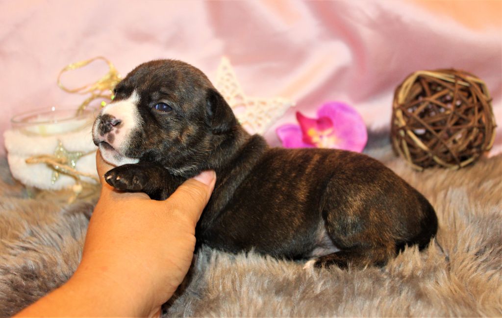 femelle staffie disponible