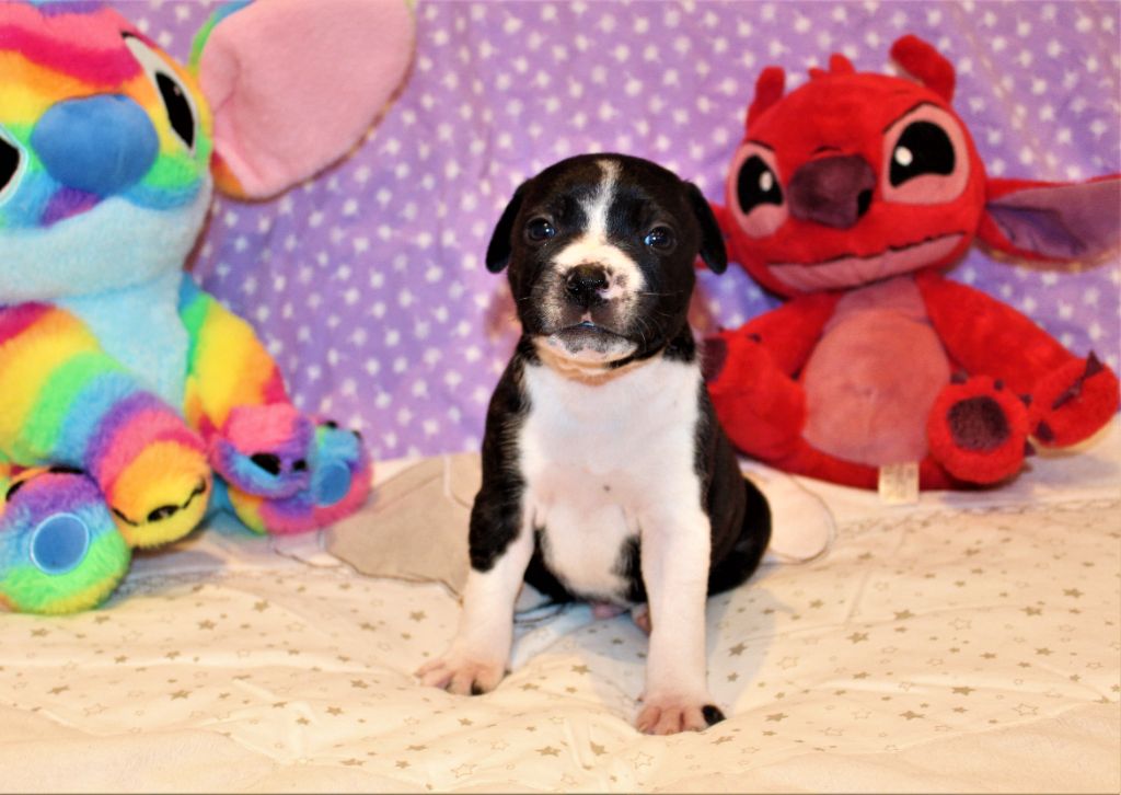 De La Terre Des Bulls - Chiots disponibles - Staffordshire Bull Terrier