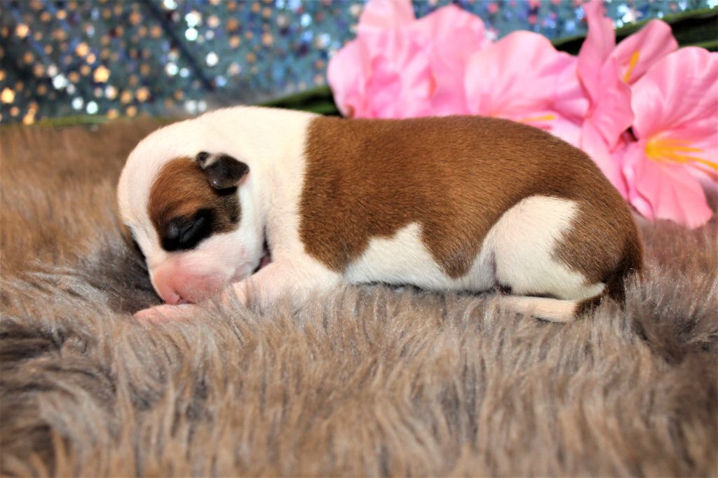 De La Terre Des Bulls - Chiots disponibles - American Staffordshire Terrier