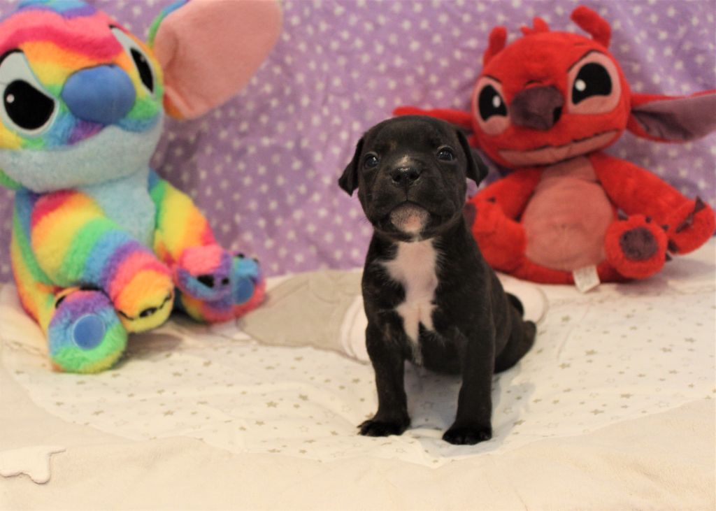 De La Terre Des Bulls - Chiots disponibles - Staffordshire Bull Terrier