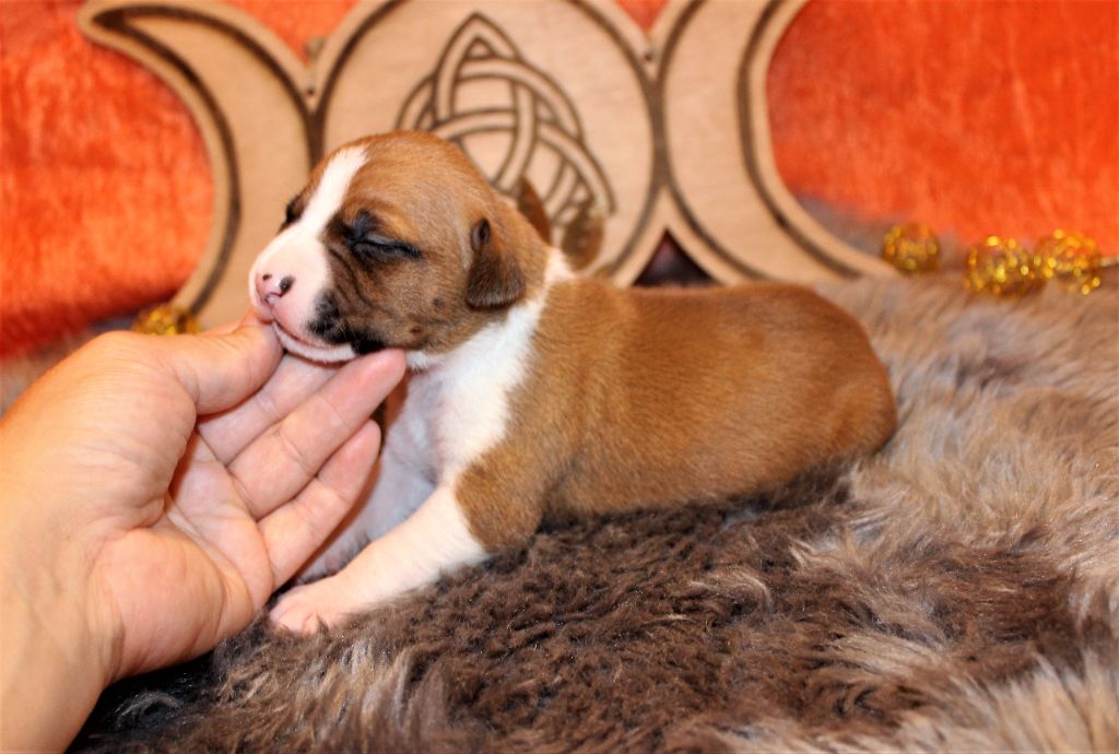 De La Terre Des Bulls - Chiots disponibles - American Staffordshire Terrier