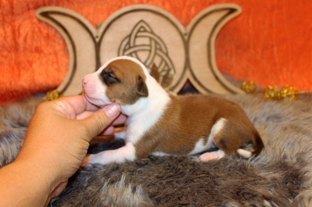 De La Terre Des Bulls - Chiots disponibles - American Staffordshire Terrier