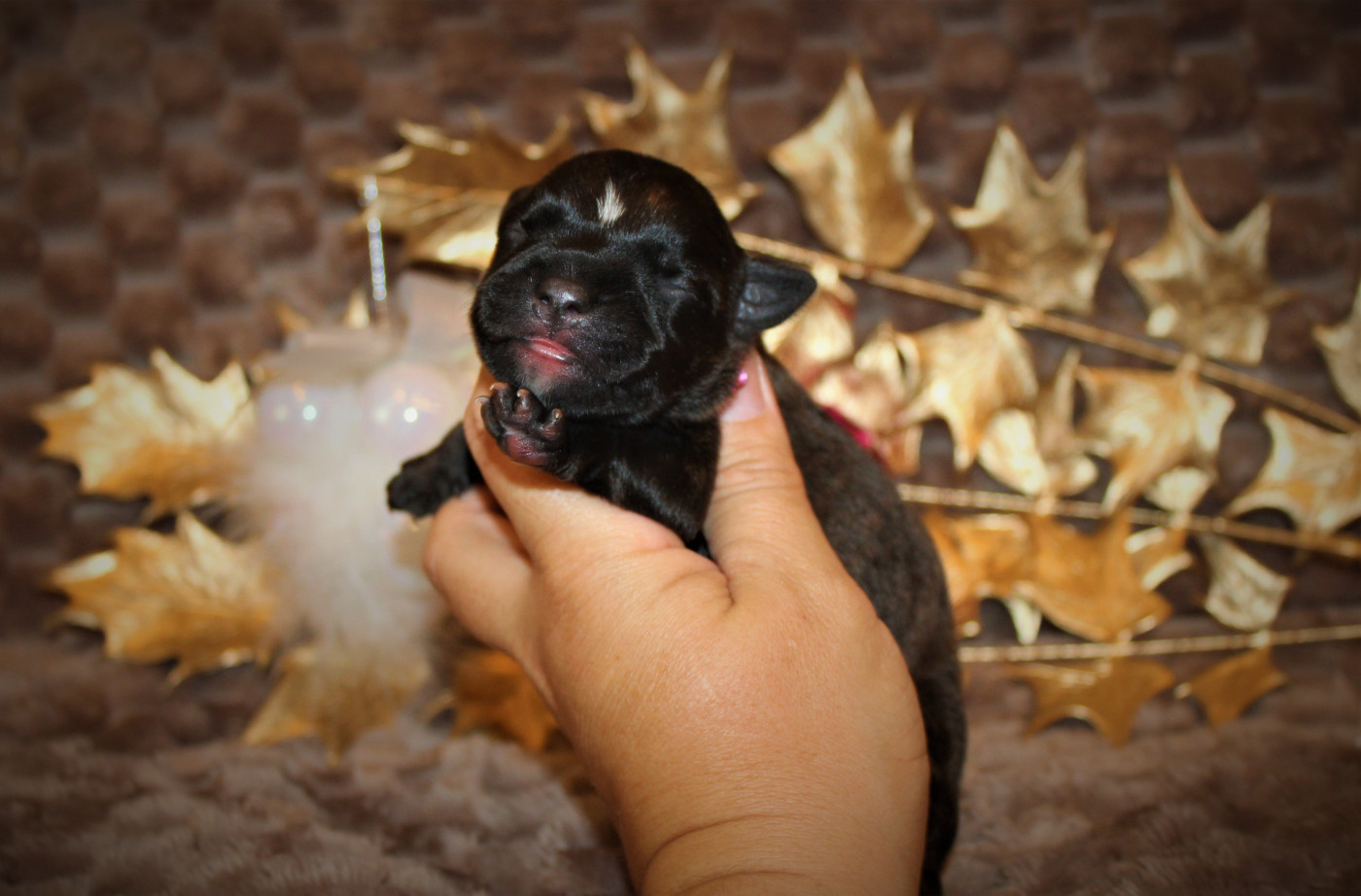 De La Terre Des Bulls - Staffordshire Bull Terrier - Portée née le 13/11/2025