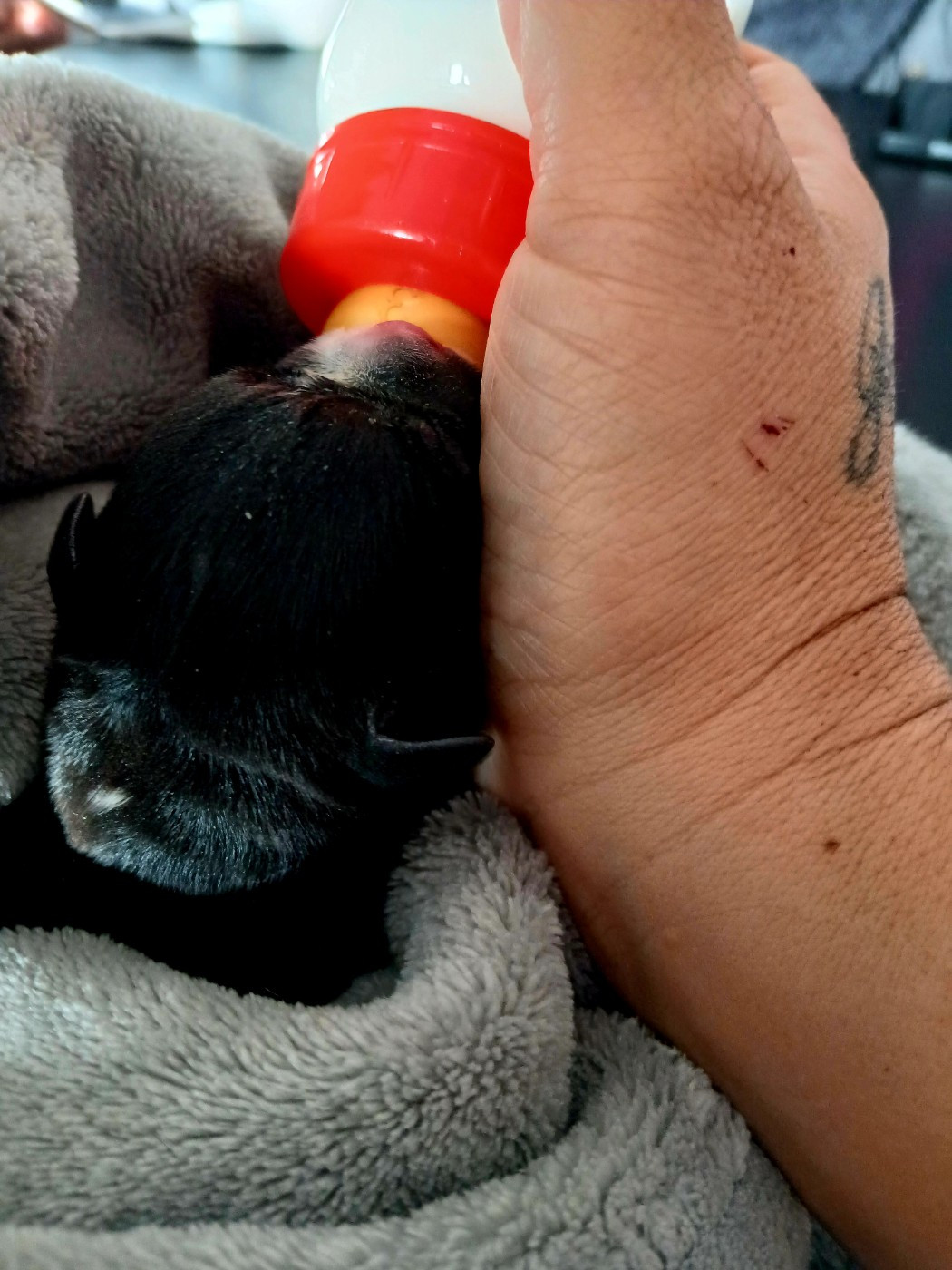 De La Terre Des Bulls - Chiots disponibles - Staffordshire Bull Terrier