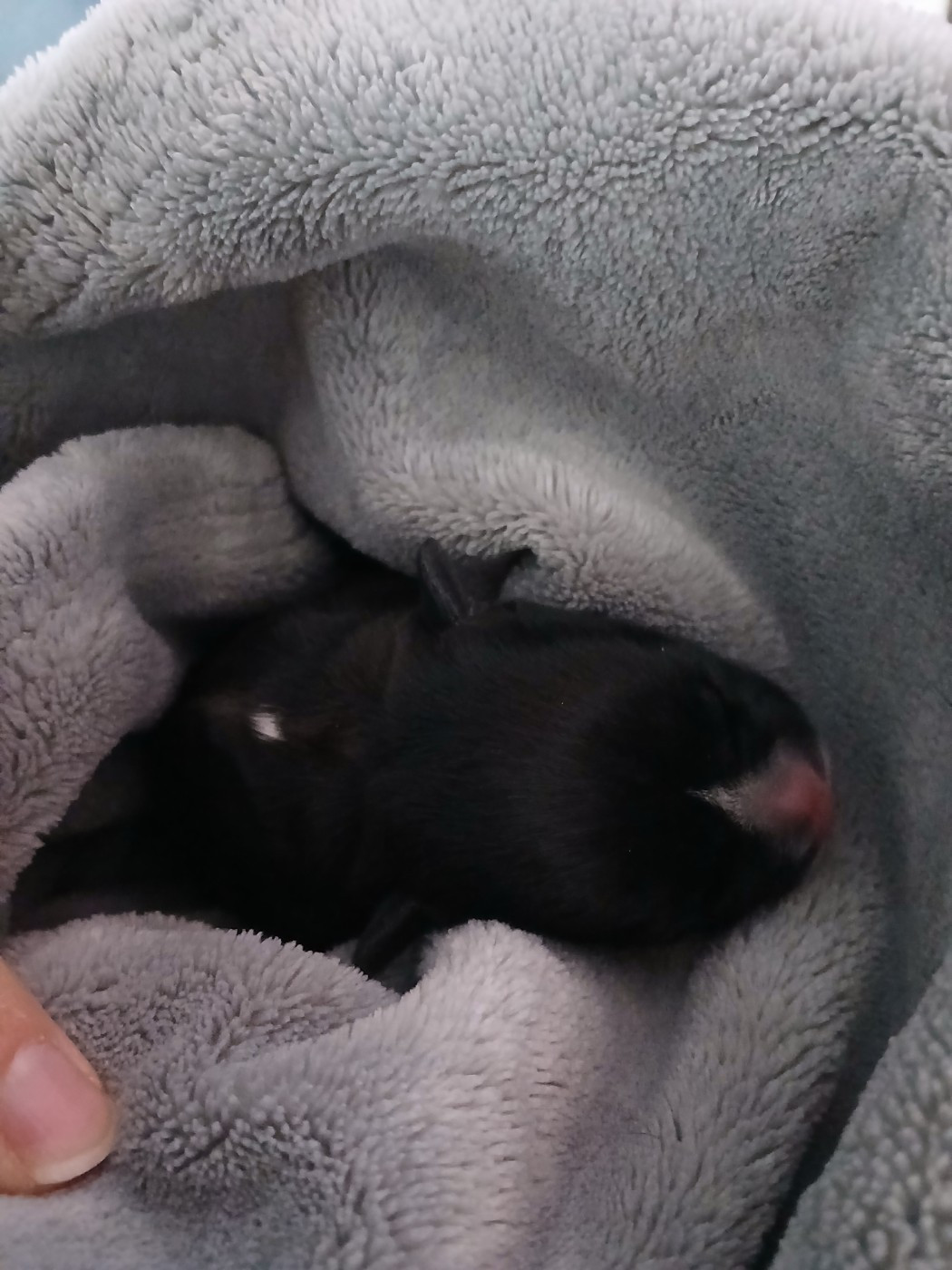 De La Terre Des Bulls - Chiots disponibles - Staffordshire Bull Terrier