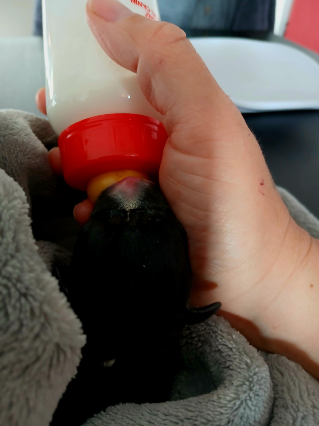 De La Terre Des Bulls - Chiots disponibles - Staffordshire Bull Terrier