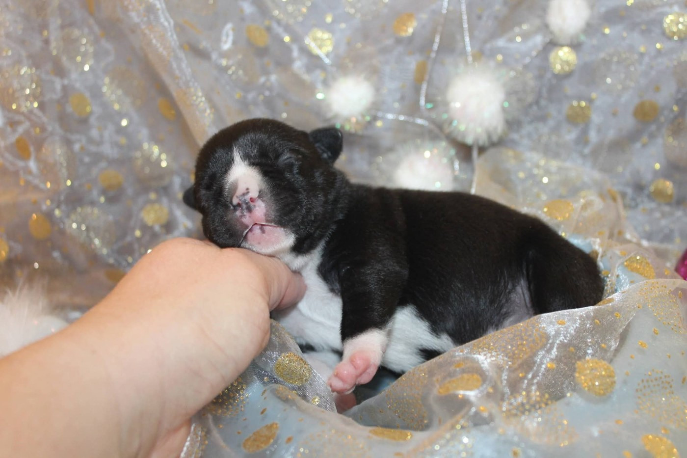 De La Terre Des Bulls - Chiots disponibles - Staffordshire Bull Terrier