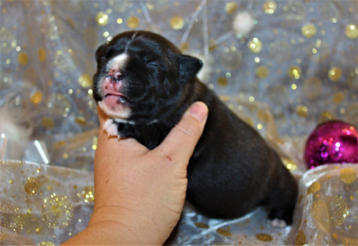 De La Terre Des Bulls - Chiots disponibles - Staffordshire Bull Terrier