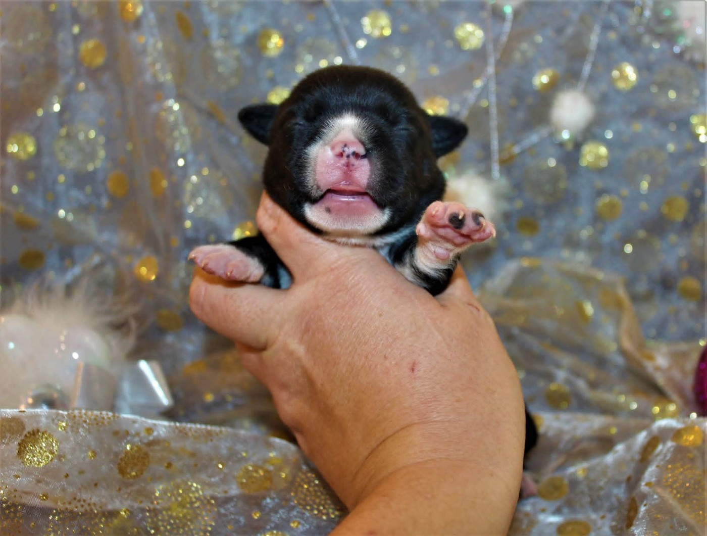 De La Terre Des Bulls - Chiots disponibles - Staffordshire Bull Terrier