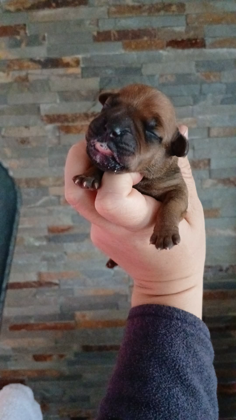 Chiot Staffordshire Bull Terrier De La Terre Des Bulls