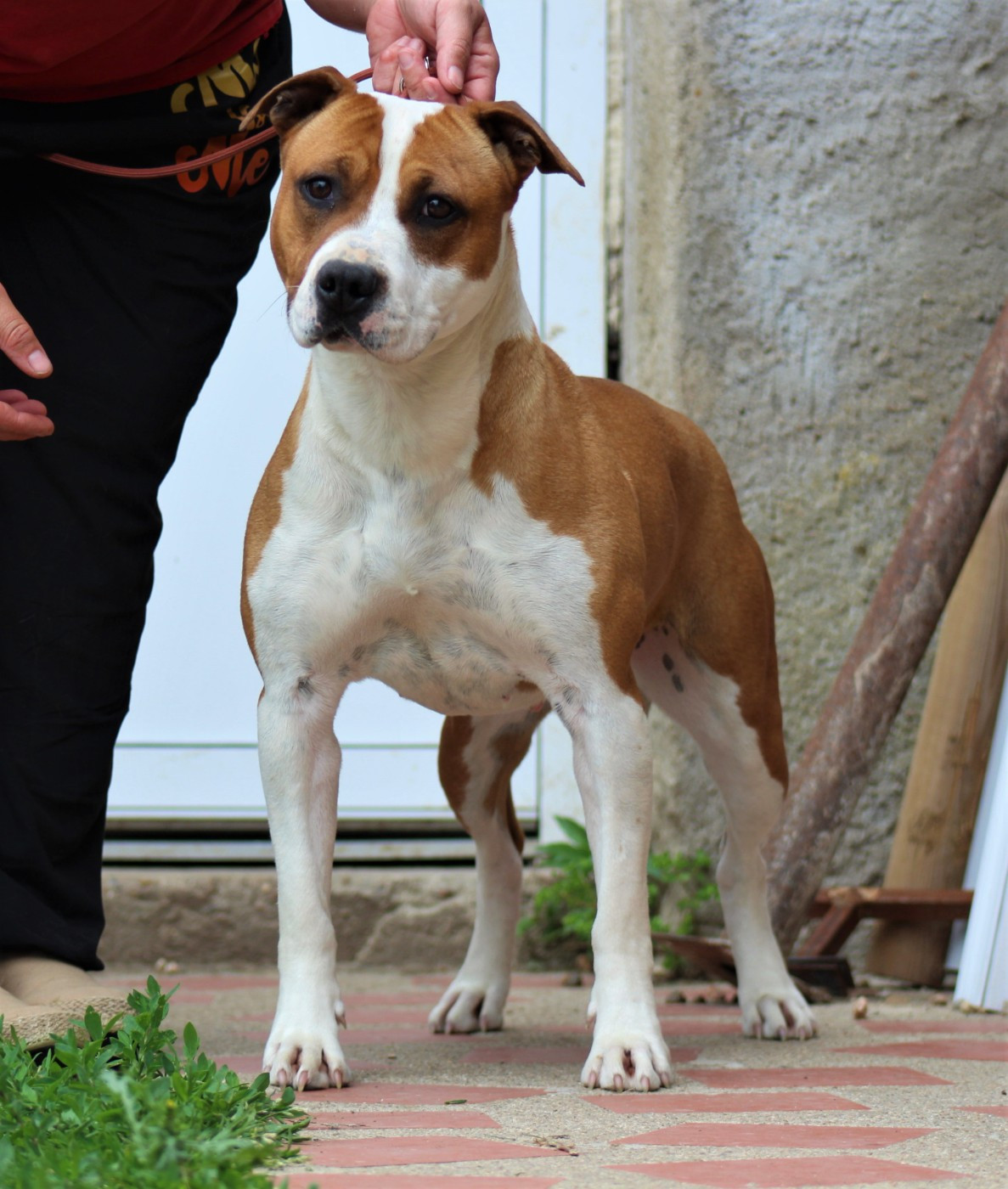 Chiot American Staffordshire Terrier De La Terre Des Bulls