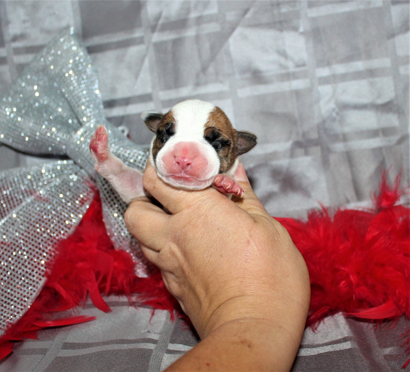 De La Terre Des Bulls - Chiots disponibles - American Staffordshire Terrier