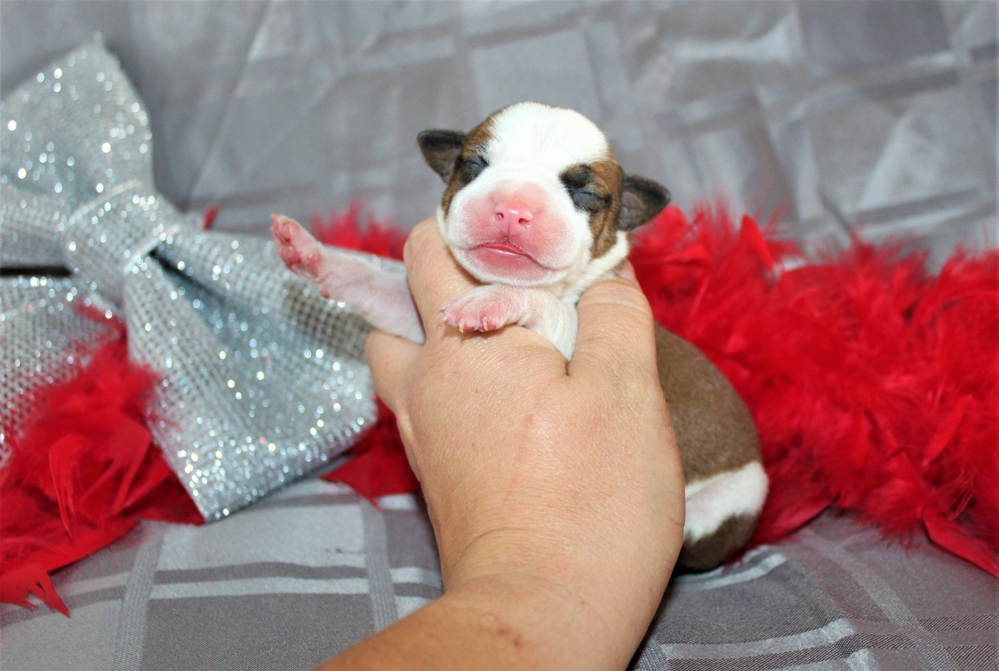 De La Terre Des Bulls - Chiots disponibles - American Staffordshire Terrier